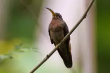 Colibri Ermitaño - Glasius hirsutus