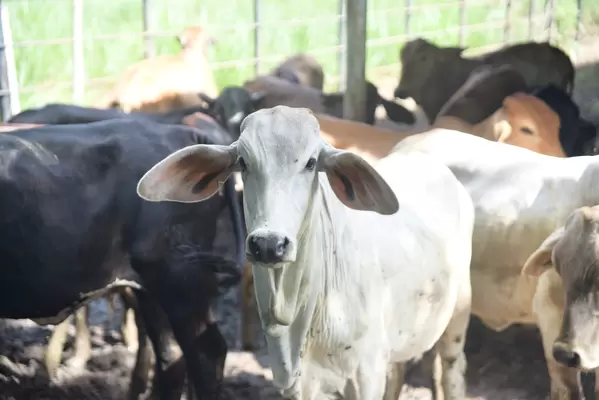 ¡En el campo barranqueño se produce mejor leche y carne cada día, gracias a nuestro programa de diagnóstico reproductivo y sanidad bovina!