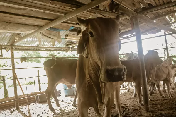 Fortalecemos a pequeños y medianos productores para que incrementen sus ventas a través del programa de inseminación artificial en bovinos